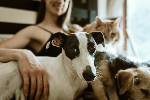 O estudo, publicado na revista científica Anthrozoös, revela que a avaliação humana sobre os sentimentos dos cães tende a ser influenciada pelo ambiente e não necessariamente pelo comportamento real do animal (Foto: Unsplash)