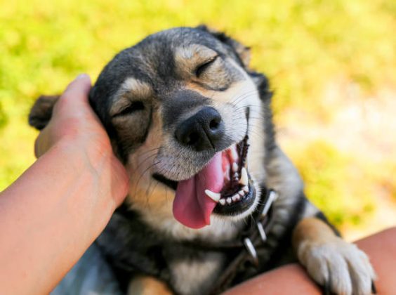 Animais podem ter emoções traduzidas por ferramenta de IA (Foto: iStock)