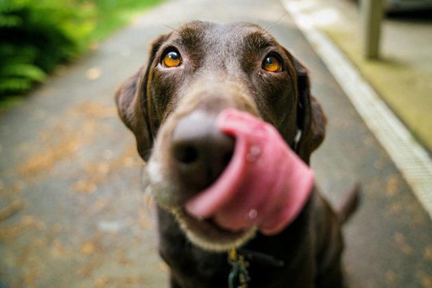 "Quando os participantes viram um cachorro reagindo ao som de um aspirador de pó, disseram que ele estava assustado e incomodado. Mas quando assistiram à mesma cena, só que com o cachorro parecendo reagir a uma coleira, disseram que ele estava animado e feliz", explicou a pesquisadora (Foto: Unsplash)