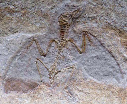 A fossilização tradicional, conhecida como permineralização, ocorre quando um organismo morto é rapidamente coberto por sedimentos, impedindo a ação de predadores, oxigênio e bactérias (Foto: Unsplash)