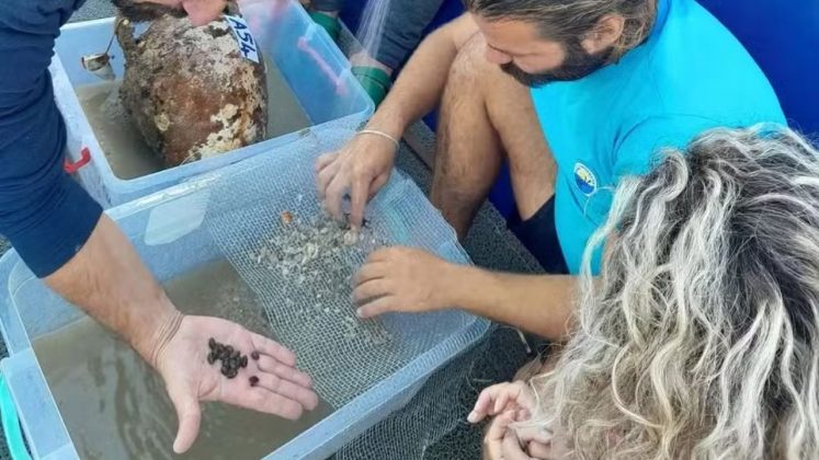 Uma antiga embarcação, soterrada pelas águas do Mediterrâneo há mais de mil anos, trouxe à tona uma descoberta surpreendente: sementes de azeitona perfeitamente preservadas (Foto: X)