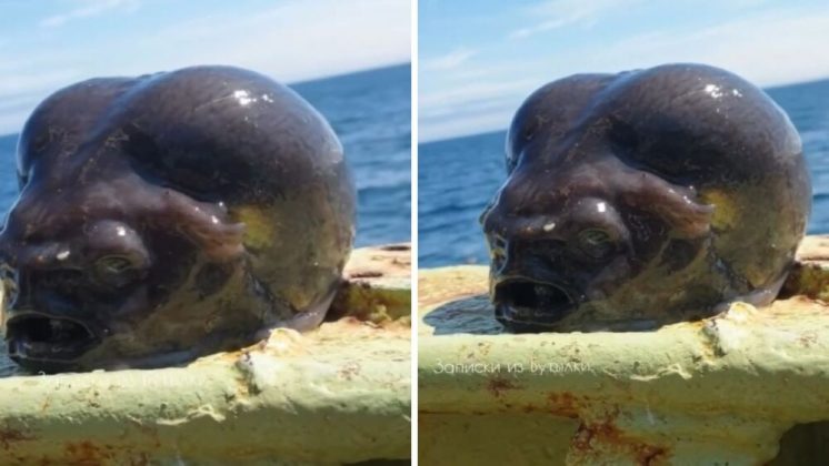 Um pescador na Rússia fisgou um animal marinho que rapidamente chamou a atenção nas redes sociais por sua aparência incomum (Foto: X)