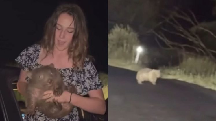 Uma turista americana pode ser expulsa da Austrália após ser flagrada pegando um filhote de wombat selvagem e fugindo com ele (Foto: X)