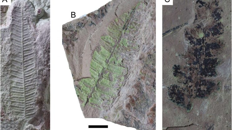 Bosque de 260 milhões de anos é encontrado no Rio Grande do Sul (Foto: Joseane Salau Ferraz et al.)