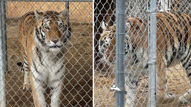 Um homem de 71 anos foi detido no estado de Nevada, nos Estados Unidos, após ser descoberto criando sete tigres de maneira ilegal em sua propriedade rural (Foto: X)
