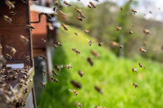 Abelhas e vespas só atacam quando se sentem ameaçadas. (Imagem: reprodução Pixabay)