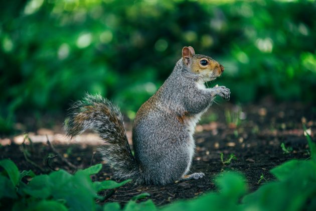 A origem da varíola dos macacos, conhecida cientificamente como mpox, pode estar passando por uma reviravolta (Foto: Unsplash)