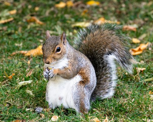 Além disso, imagens registradas por câmeras revelaram que os macacos infectados estavam consumindo esses roedores (Foto: Unsplash)