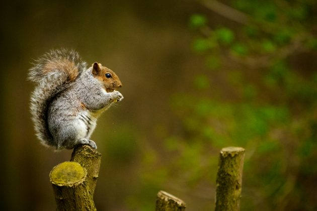 As fezes da mãe do primeiro filhote doente também confirmaram que ela havia comido um esquilo dias antes de o surto começar (Foto: Unsplash)