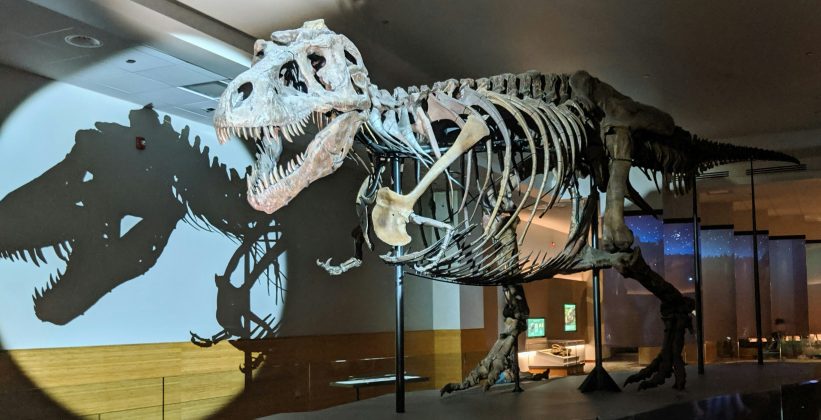 Especialistas em paleontologia questionam a viabilidade e a veracidade científica do material anunciado (Foto: X)