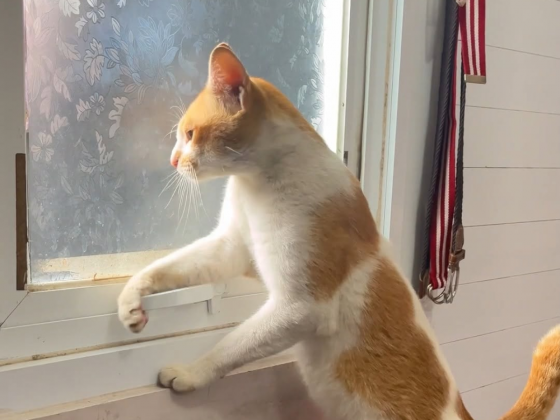 Vídeo destaca a esperteza dos gatos