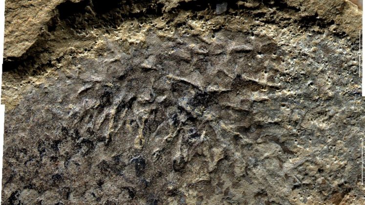 Fóssil de 500 milhões de anos é alvo de descoberta inacreditável por cientistas (Foto: Durham)