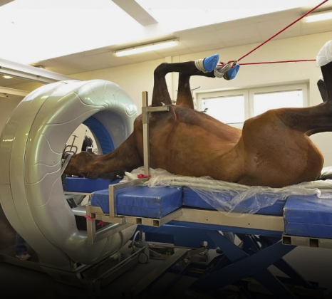 A medicina veterinária está cada vez mais precisa. (Imagem: reprodução Instagram)