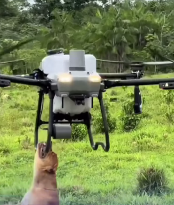 O pitbull agarrou o drone em pleno voo. (Imagem: reprodução Instagram)