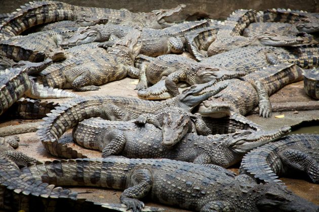 Crocodilos praticam orgia através de barulho inusitado; saiba qual (Foto: Will Mu/Pexels)