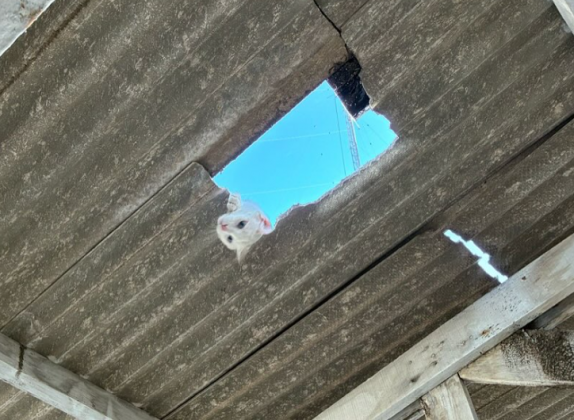A mascote oferece afeto e descontração na delegacia. (Imagem: reprodução Instagram)