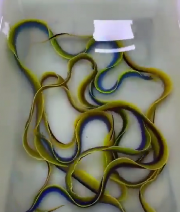 A coloração amarela simboliza a fase reprodutiva. (Imagem: reprodução Instagram)