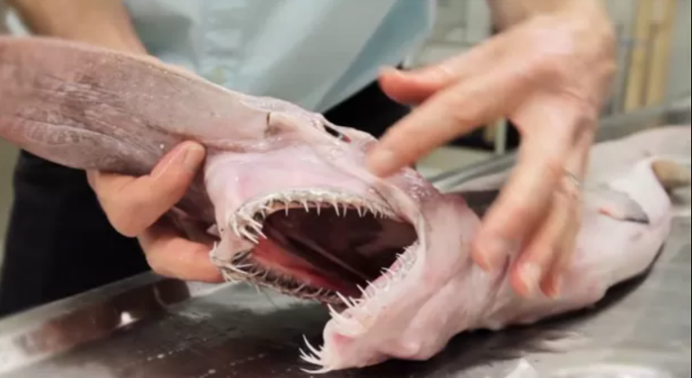 Com até quatro metros de comprimento na fase adulta, o animal se destaca pela forma única de caçar: suas mandíbulas se projetam para frente em um movimento brusco, quase como uma mola, permitindo capturar presas com precisão (Foto: X)