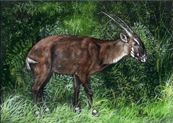 Conhecido como "unicórnio asiático" por seus longos chifres paralelos e aparência enigmática, o animal habita áreas isoladas entre o Vietnã e o Laos e não é visto com certeza desde 2013 (Foto: X)