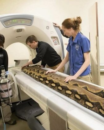 Animais silvestres também passam por tomografia. (Imagem: reprodução Instagram)