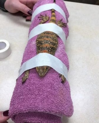 A tomografia veterinária avança com a tecnologia. (Imagem: reprodução Instagram)