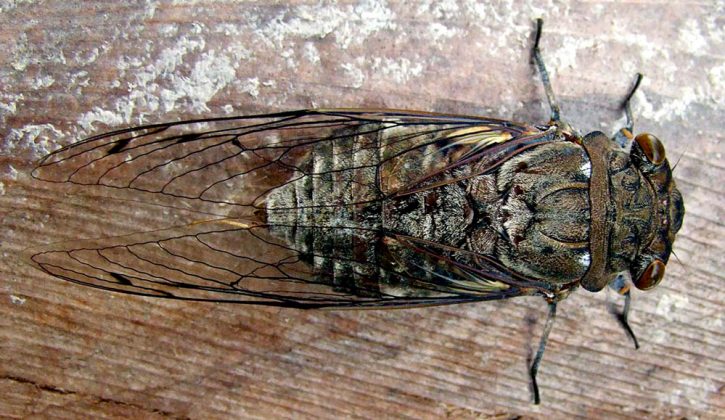 A pesquisa, divulgada na plataforma científica arXiv, detalha ainda que os testes identificaram faixas ideais de voltagem para garantir sons nítidos e estáveis (Foto: X)