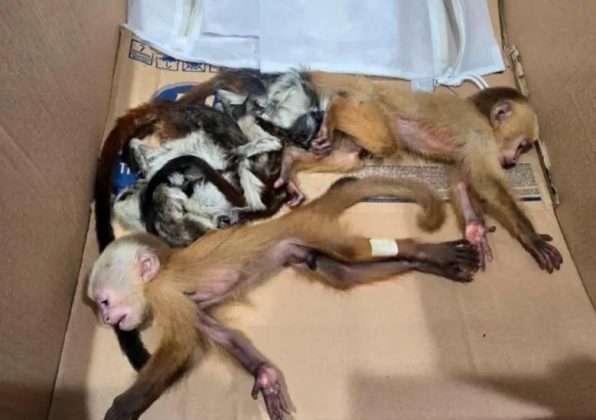 Eles devem responder por tráfico de fauna, maus-tratos e exploração ilegal de recursos naturais (Foto: X)