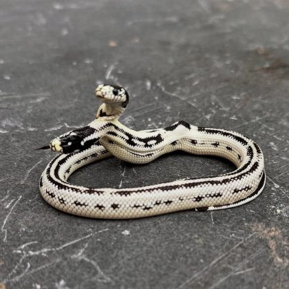 Elas estão saudáveis há mais de sete meses. (Imagem: reprodução Instagram)