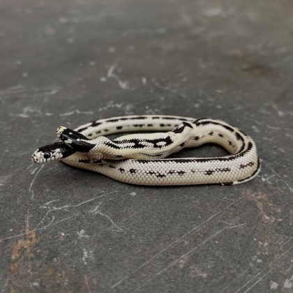 As duas vivem no East Bay Vivarium. (Imagem: reprodução Instagram)