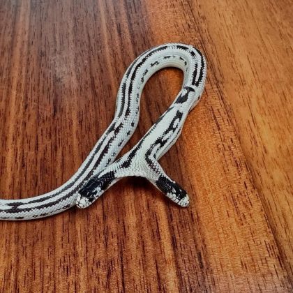 A cobra nasceu com duas cabeças. (Imagem: reprodução Instagram)