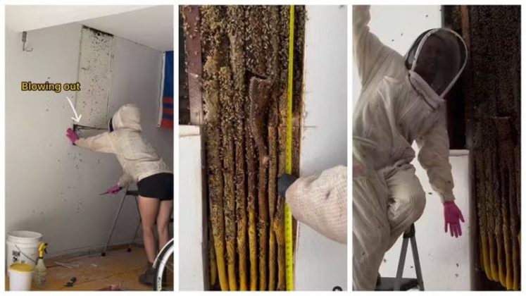 Um morador da Flórida levou um susto ao descobrir que dividia as paredes da própria garagem com uma colônia gigante de abelhas (Foto: X)