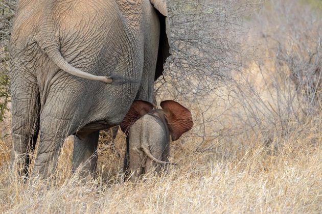 A gestação de uma elefante dura cerca de 22 meses. (Imagem: Pixabay)