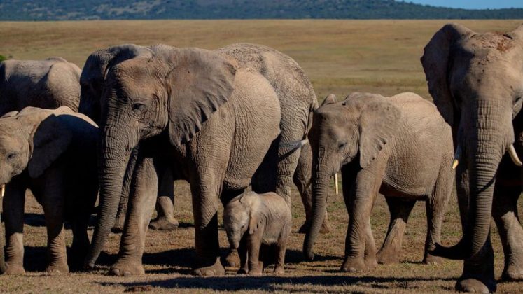 A tentativa de salvar elefantes ameaçados acabou se transformando em uma tragédia humana no Maláui (Foto: X)