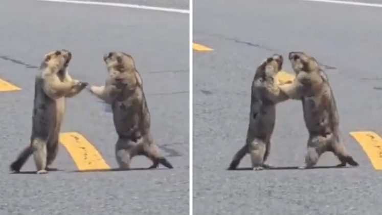Motoristas que trafegavam por uma rodovia na região central da China viveram um momento inusitado recentemente: dois pequenos animais interromperam o fluxo de veículos ao protagonizarem uma espécie de confronto corporal no meio da pista (Foto: X)