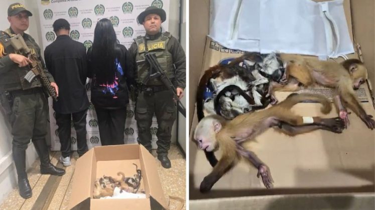 Um caso de tráfico de animais silvestres gerou indignação na Colômbia após um casal ser flagrado tentando embarcar com seis filhotes de macaco escondidos nas roupas íntimas, no Aeroporto Internacional José María Córdova, em Medellín (Foto: X)