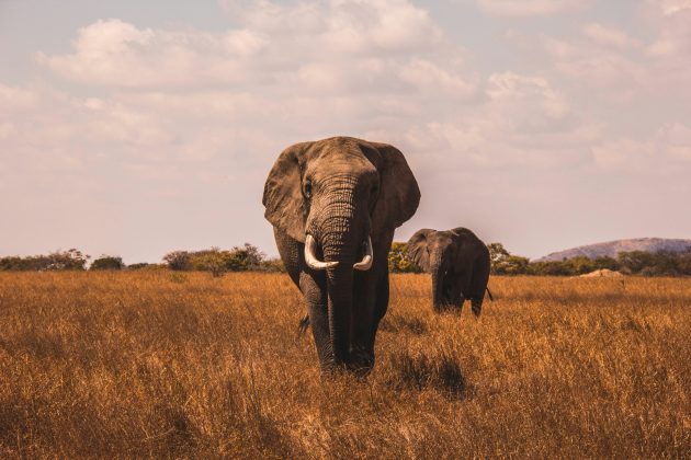 “Venderam a ideia de convivência pacífica entre elefantes e pessoas que vivem da agricultura, sem qualquer infraestrutura para tornar isso possível. É uma fantasia criada para agradar doadores estrangeiros”, declarou à agência AFP (Foto: Unsplash)