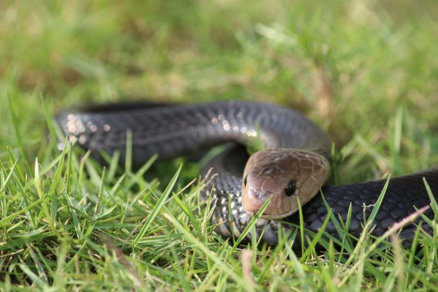 Liderado pelo engenheiro imunológico Jacob Glanville, o grupo analisou os anticorpos do "homem imune" e, com base neles, formulou um novo coquetel capaz de neutralizar os efeitos de algumas das cobras mais perigosas do planeta (Foto: Unsplash)