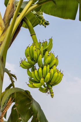 Compostos bioativos da fruta reduzem inflamações. (Imagem: pixabay)