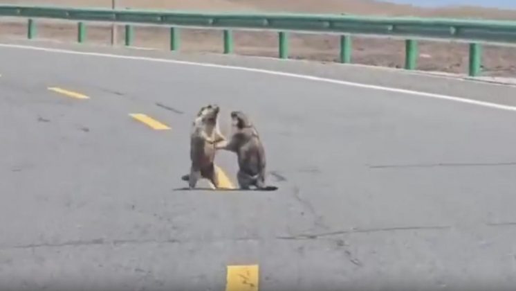 De acordo com especialistas em comportamento animal, confrontos como esse são comuns entre marmotas, especialmente durante o período reprodutivo (Foto: X)