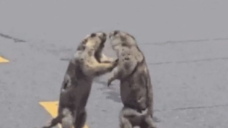 O vídeo mostra duas marmotas se encarando, trocando empurrões e aparentes "tapas", enquanto carros reduziam a velocidade ou paravam completamente para observar o espetáculo inesperado (Foto: X)