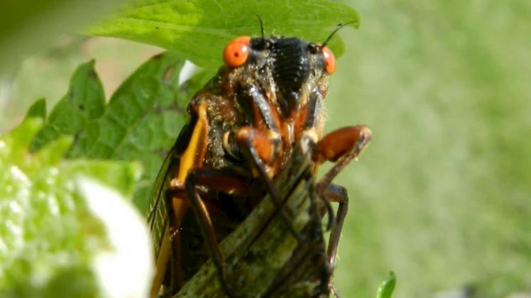 A escolha das cigarras se deve à sua estrutura corporal favorável à estimulação, já que possuem poucos órgãos próximos à região sonora (Foto: X)