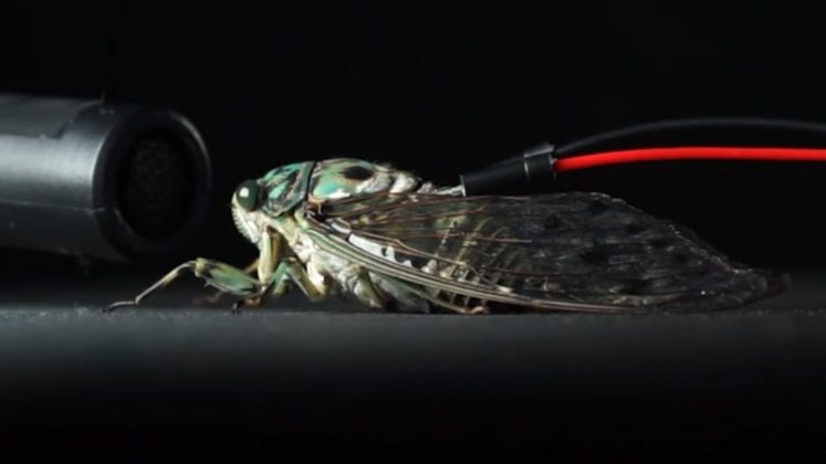 Pesquisadores japoneses desenvolveram uma técnica curiosa e promissora que transforma cigarras em emissores de som controlado, como se fossem pequenos alto-falantes biológicos (Foto: X)