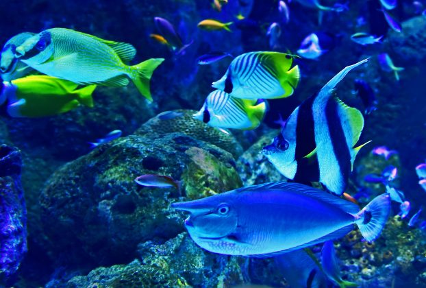 A pesquisa, publicada na revista Nature Communications, também aponta possíveis usos em fazendas de aquicultura, como a entrega de ração medicamentosa de forma direcionada e eficiente (Foto: Unsplash)