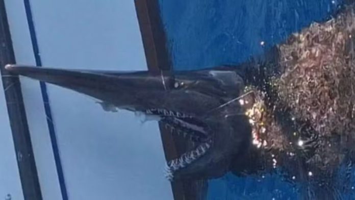 Uma cena incomum surpreendeu dois pescadores nas águas próximas a San Cristóbal, na ilha de Grã-Canária, na Espanha (Foto: X) Uma cena incomum surpreendeu dois pescadores nas águas próximas a San Cristóbal, na ilha de Grã-Canária, na Espanha (Foto: X)