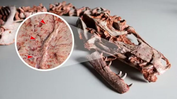 Muito antes do T. rex dominar as telas e a pré-história, outros dinossauros carnívoros já travavam batalhas intensas em território que hoje pertence ao Brasil e à Argentina (Foto: X)