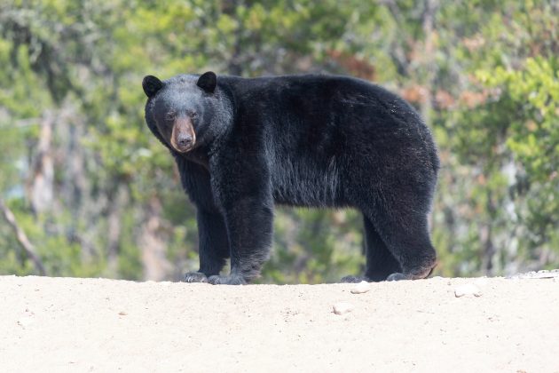 Um urso preto foi capturado na área e encaminhado para necropsia, mas ainda não há confirmação se ele foi o responsável direto pela morte (Foto: X)