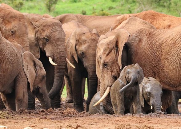 A mãe elefante recebe apoio das fêmeas da manada. (Imagem: Pixabay)