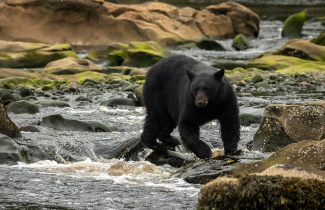 O corpo do idoso foi localizado a poucos metros dali, e equipes da Comissão de Conservação de Peixes e Vida Selvagem da Flórida (FWC) foram acionadas. (Foto: X)