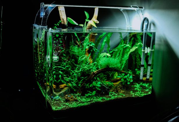 Se ingerido por peixes ou outros animais aquáticos, o material não oferece riscos, já que é completamente comestível (Foto: Unsplash)
