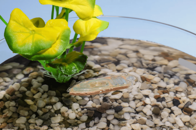 Inspirados na ideia de criar dispositivos totalmente livres de impacto ambiental, os pesquisadores criaram pequenos robôs biodegradáveis e comestíveis, feitos a partir de ingredientes como ração de peixe (Foto: X)
